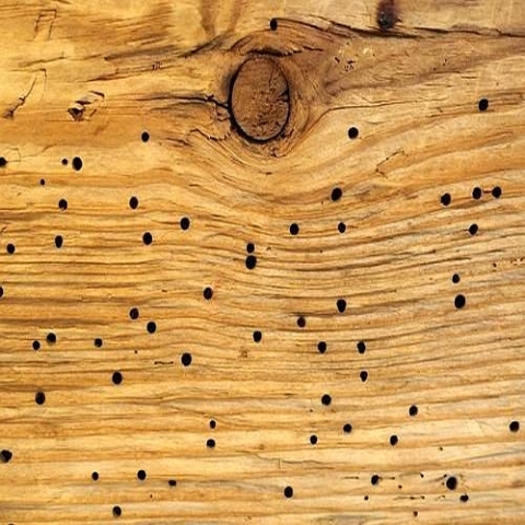 Μυκητοκτόνα Εντομοκτόνα Συντηρητικά Ξύλου